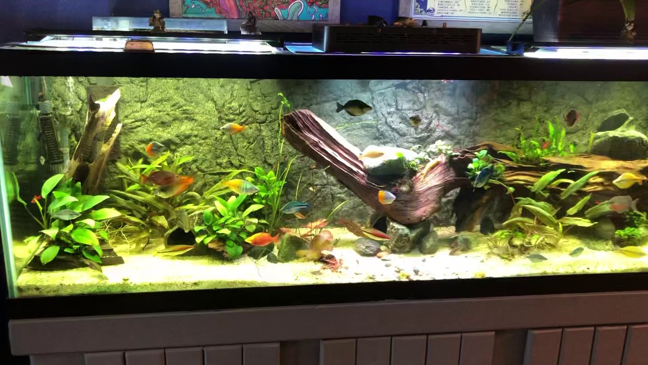 Rainbow Aquarium - YouTube