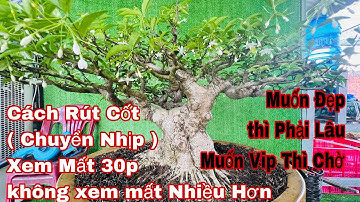 cách cắt rút cốt ( chuyển nhịp ) cho cây bonsai chơi lâu dài