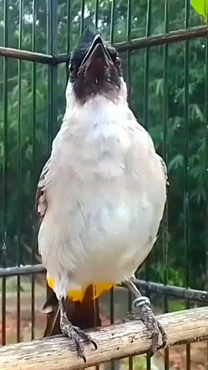 Suara burung kutilang gacor memanggil lawan 2025