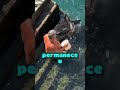 O MELHOR AMIGO DESSE IDOSO É UMA ARRAIA #curiosidades #animais #foryou #shorts #viralvideo