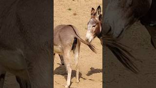 #donkey #shorts #animals #youtubeshorts |.