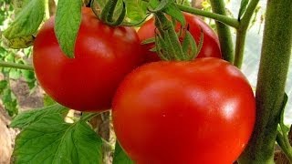 Посадка помидоров в грунт(хотим показать высадку рассады томатов в теплые грядки - мы вырастили рассаду розовых и красных помидоров..., 2014-06-12T13:54:53.000Z)