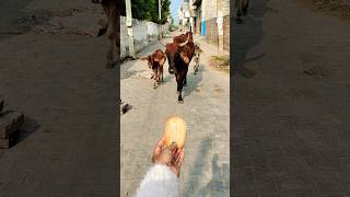 Pet ❤️ Friends: Calf & Golden Retriever Share a Bread! 🐮🐶 #shorts #animalfriendship #goldenretriever