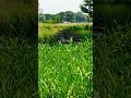 #virlshort #beautifulnature