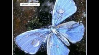 Video thumbnail of "Erik & Sanne: Verdronken vlinder."