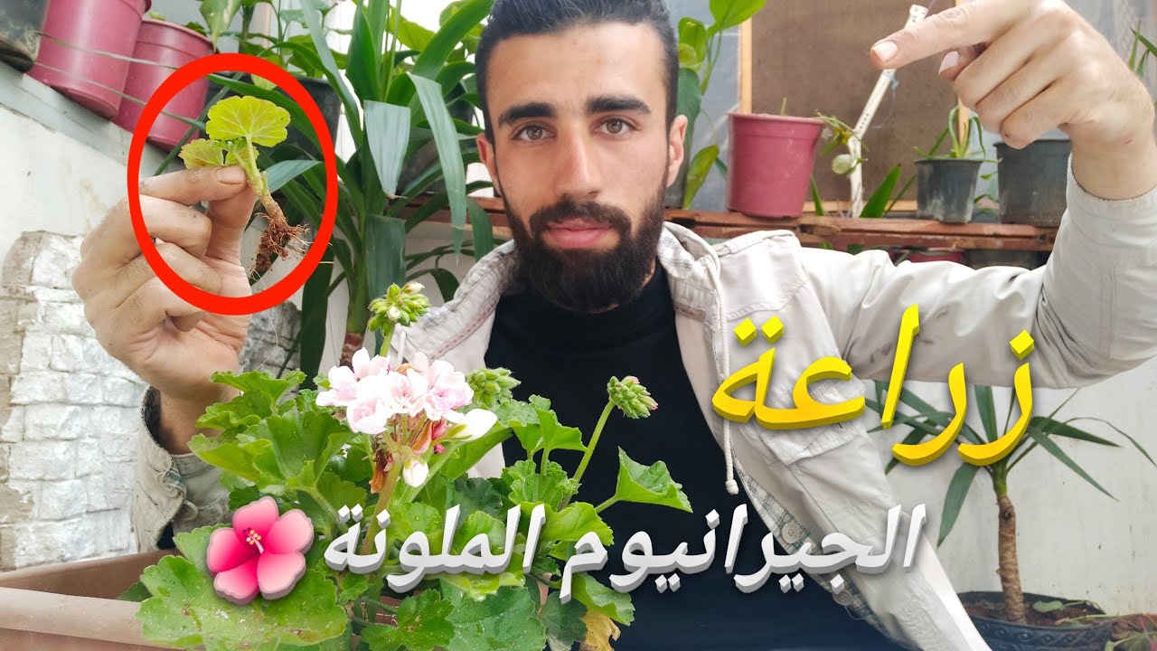 زراعة الجيرانيوم في المنزل
