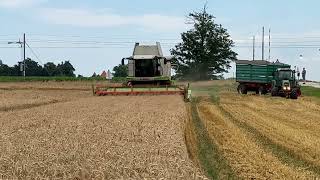 Začetek žetve pšenice v Pomurju