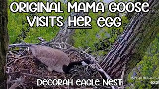 Decorah Eagle Nest (N1) ▪︎ Mama Visits HER Egg ▪︎ Run Off By New Female ▪︎ 5\/9\/24 ▪︎ Explore.org