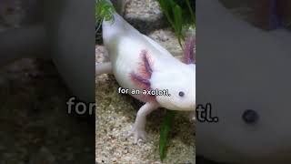 What Are This Dragons Of The Sea ?