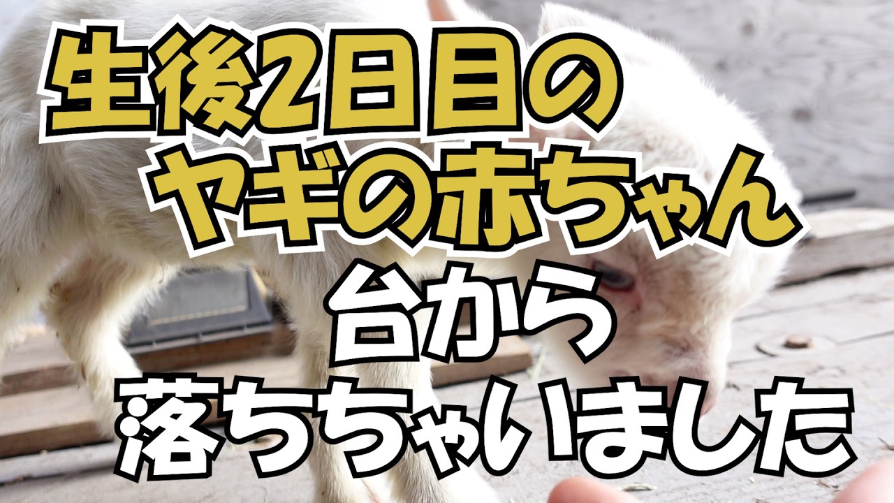 生後2日目のヤギの赤ちゃんが台から落ちちゃいました#262【土曜日