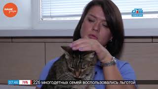 Пушистое утро — анализ крови у животных