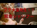 【猫記録306】突然のフケ大量発生!!緊急シャンプー!!