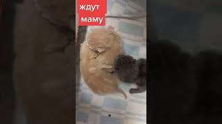 ждут маму.            род. 5_марта.