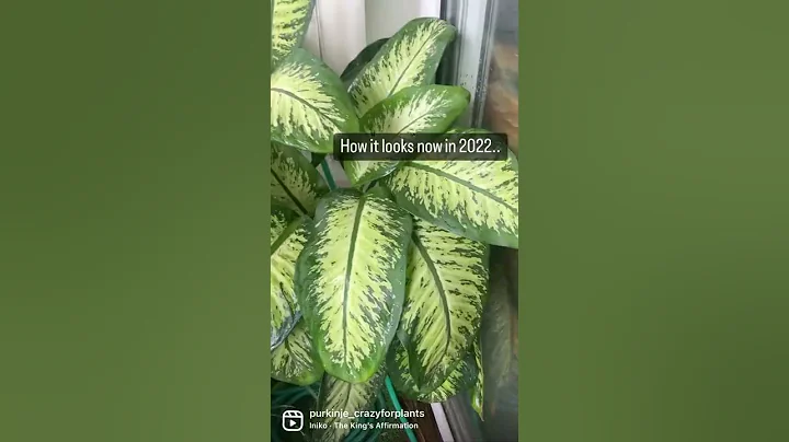 Dieffenbachia: The Easiest Houseplant to Care For - DayDayNews