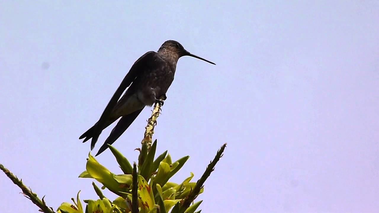 giant hummingbird youtube