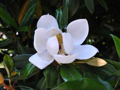 Videó: Magnolia maghüvelyek – Tippek magnólia termesztéséhez magról