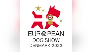Weimaraner breed judging European Dog Show Herning/Denmark