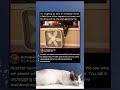 Cat vs Fan: The Ultimate Heat Battle