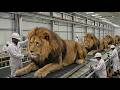 Inside the Lion Leather Factory — How Premium Lion Leather Becomes Luxury Travel Bags (Full Process)