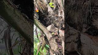 Sbl G222 Pro  Pelajak Teras