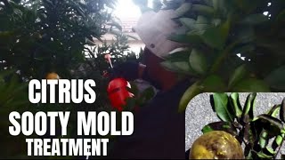 How to treat sooty black mold in citrus the organic WAY (Q &amp; A) | Adding indeterminate money maker 🍅