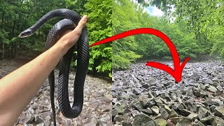 How to Find Snakes | Episode 9