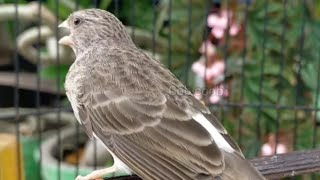 Download Mp3 Gray singer finch canary