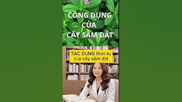 #KENHCHIACHIAKIENSUCKHOEVABSACDEP $TAC DỤNG THẦN KỲ CCỦA CÂY SÂM ĐẤT MỌI NGƯỜI NÊN XEM HẾT VIVEO
