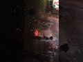 #shorts #shortvideo