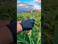 Yapraklar kurutulup bitki çayı oluyor atılmıyor Sipariş için geç kalmayın en taze zamanı#engineerin