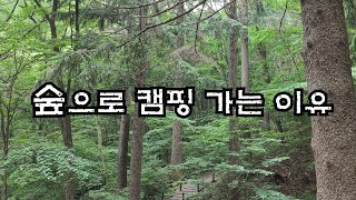 덥죠!!시원한 숲으로 오세요🏕️가성비 최고 숲 캠핑지 보장합니다