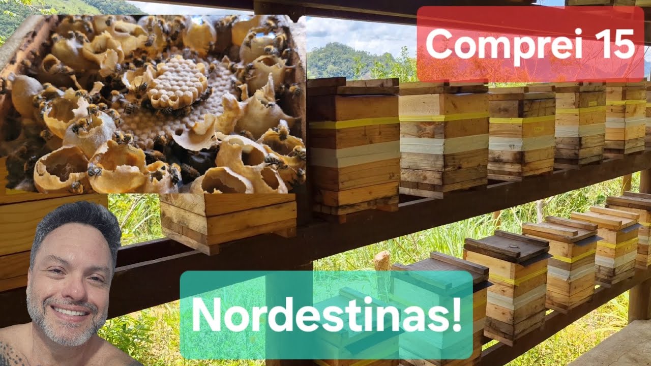 Desafio: fazer 15 nordestinas virarem 60 em 12 meses! A primeira divisão. Saiba tudo!