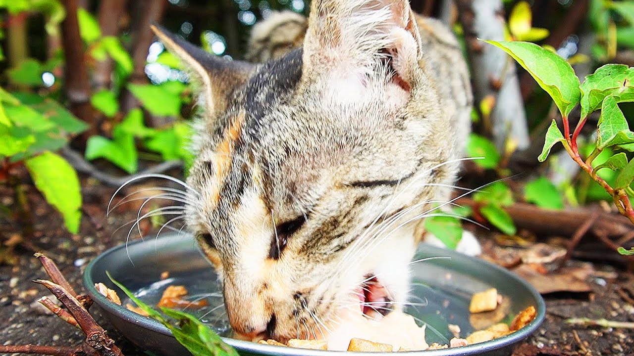 Голодная мать-кошка сразу после родов