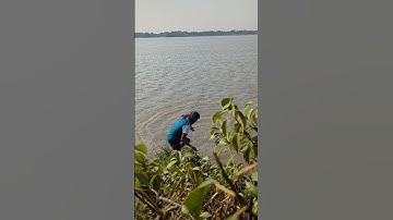 Catching fish in the river with a cast net #fishing #safanafishing #catchbigfish #foryou #fish