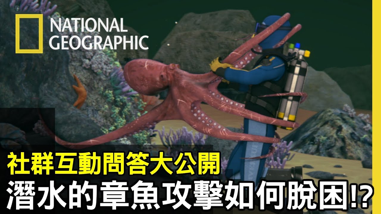 ⁣在24米深海中，潛水員忽然被巨大的深海章魚纏住調節器!!該怎麼脫困?【生死選擇題】