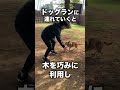 愛犬コロちゃんの知って得する雑学#shorts