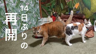 離して暮らしていた猫たちを14日ぶりに合わせてみたら…｜60〜65日目【保護猫活動】
