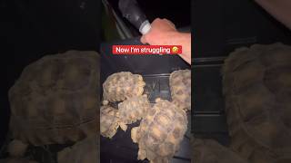 How I Put The Baby Tortoises To Bed 