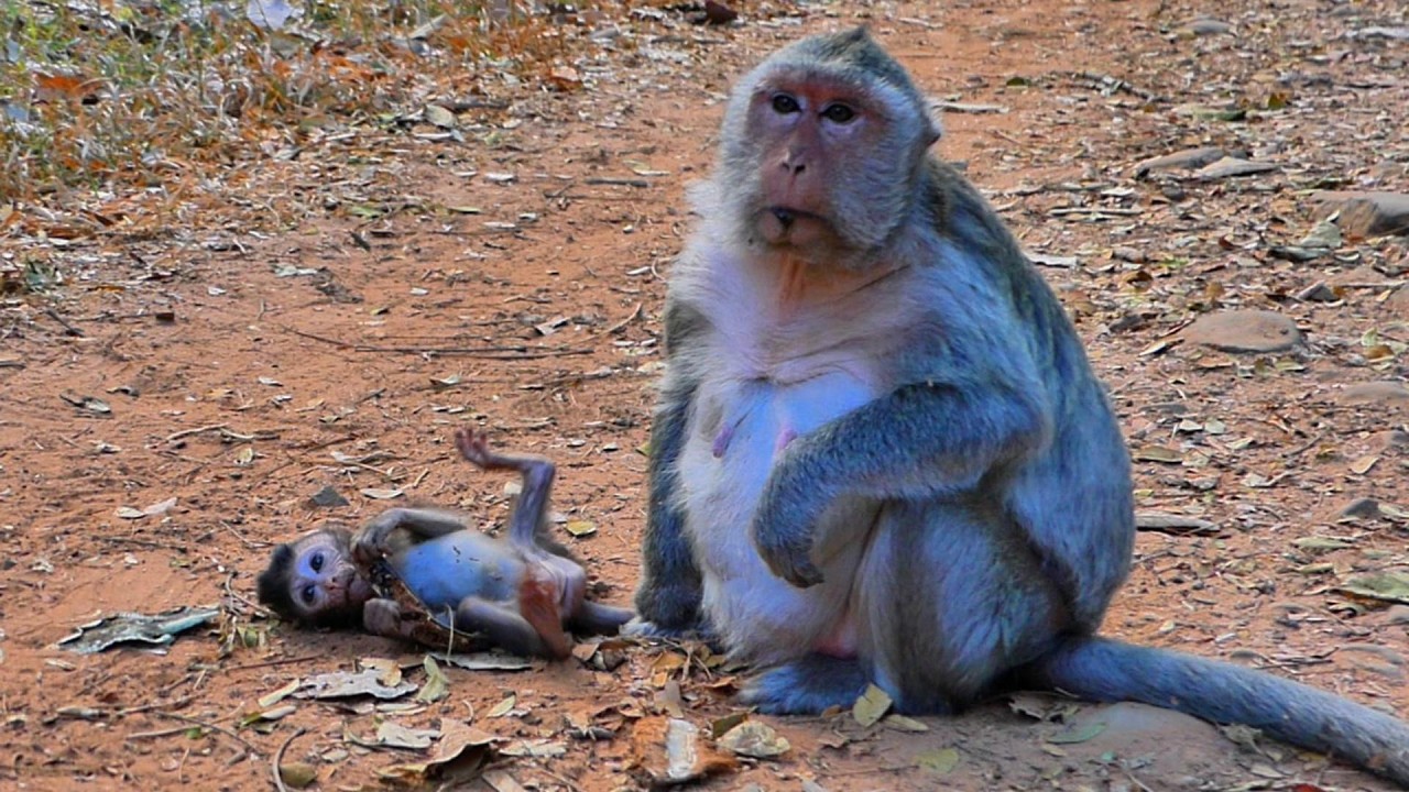 Adorable baby Sterling unbalance lies down on the ground, so cute baby, | MSSRMedia