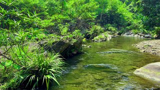 Gentle Stream and Soft Birdsong, Best Relaxing Sounds, White Noise for Sleeping, Calming ASMR