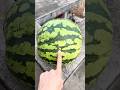 Oddly Satisfying Watermelon Cutting ASMR 🍉” #oddlysatisfying #shorts