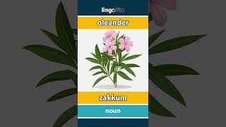 🇬🇧🇹🇷 oleander - zakkum : learn English : İngilizce öğrenelim : vocabulary builder