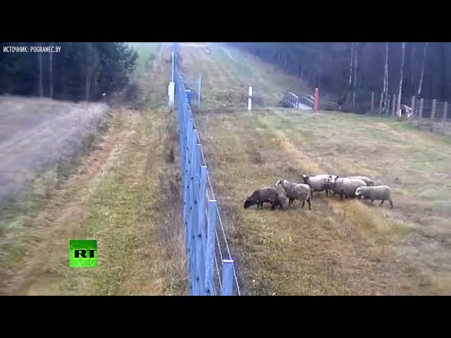 Переход животных через границу. Сбежал в литву