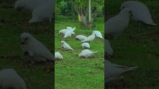 Hungry Corella Cockatoos Feeding from Grass Roots #nature