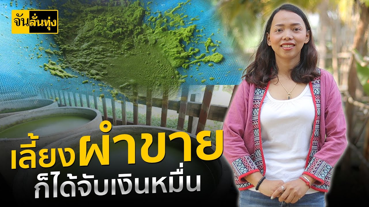 เลี้ยง ไข่ผำ ขาย! ได้จับเงินหมื่น | จัน ลั่นทุ่ง