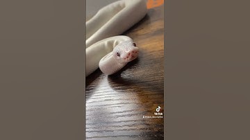 #pets #snake #reptile #ballpython #ballpythonsnake #animal #python #reels #shortvideos #cute #snek