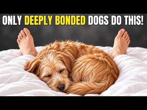 18 Rare Signs Your Dog Sees You as Their Parent—Not Just Their Owner!