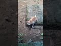 Animal fundub😅 #cat #funny #cute #kitten #malayalamcomedy #fundub #comedy #travel