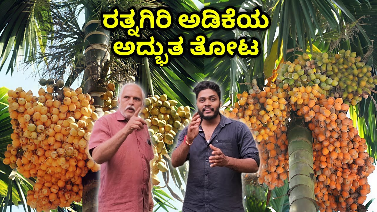 ಇವರ ತೋಟದ ರತ್ನಗಿರಿ ಅಡಿಕೆ ಸೂಪರ್..! ಒಳ್ಳೆಯ ಗುಣಮಟ್ಟದ ದೊಡ್ಡ ಗಾತ್ರದ ಅಡಿಕೆ. ನಿರ್ವಹಣೆ ಕಡಿಮೆ.