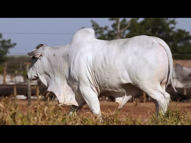 LOTE 40   GFC 828 mp4